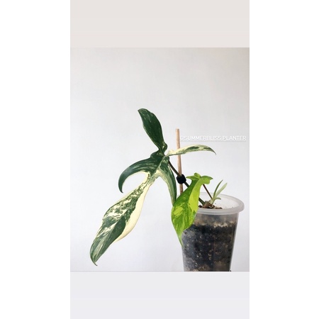 Philodendron florida beauty narrow