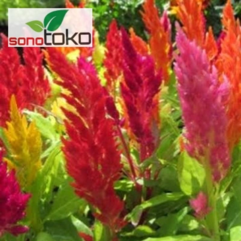 Tanaman hias jengger ayam - celosia