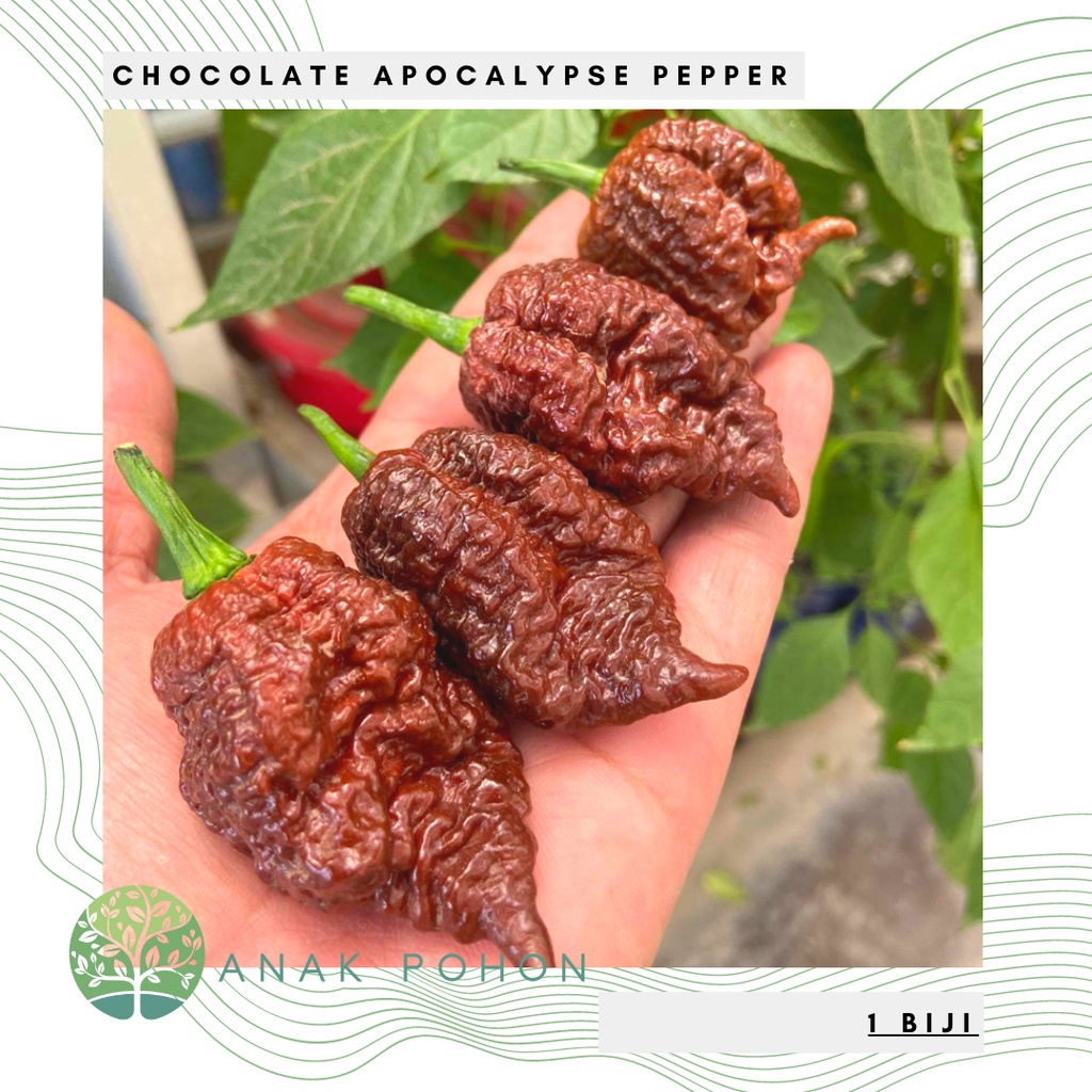 Benih Bibit Biji - Cabai Chocolate Apocalypse Pepper Cabe Super Pedas Seeds