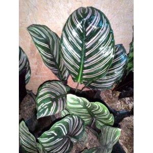 Tanaman Hias daun Calathea Ornata - daun calatea indoor