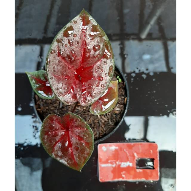 Caladium Red Devil bibit