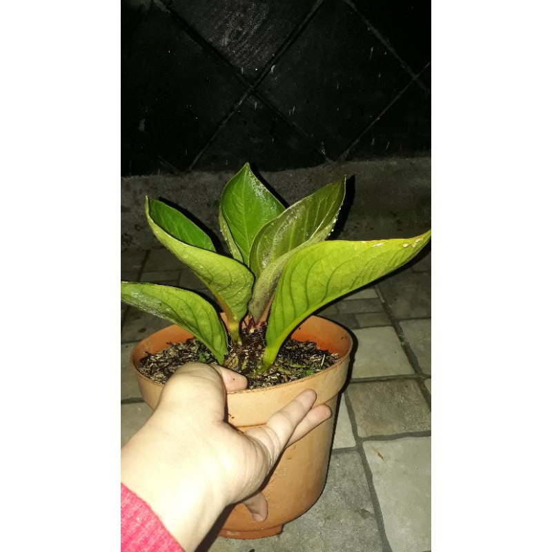 Jemani Mangkok Tornado