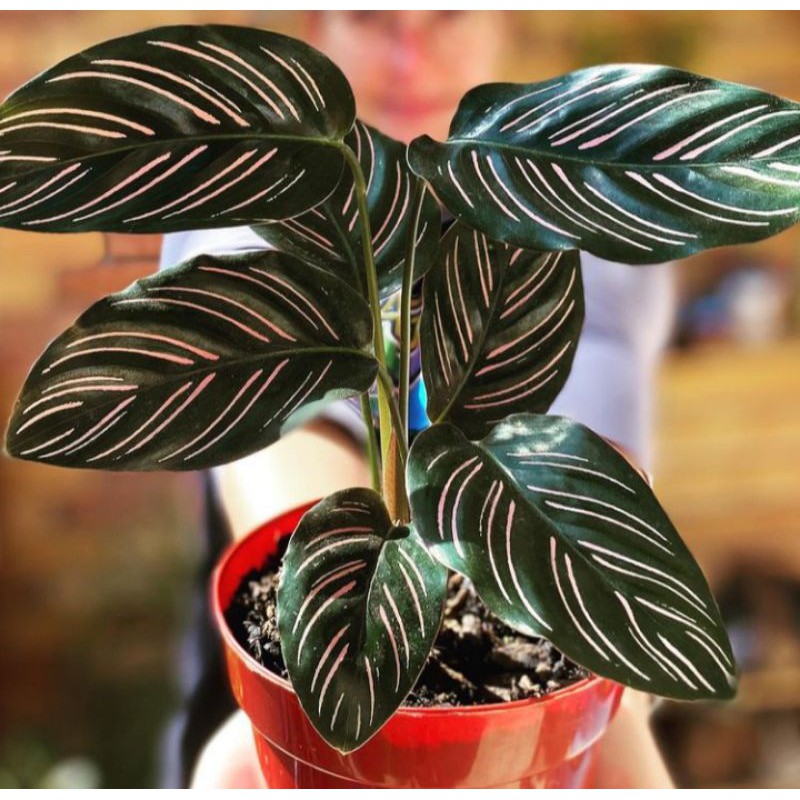 calathea ornata - tanaman hias calathea ornata