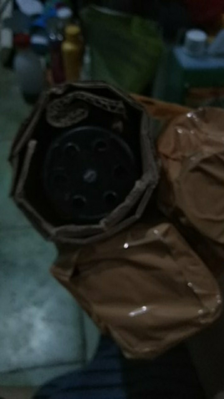 Jewel Orchid Nephelaphyllum Red Promo Bonus Pot