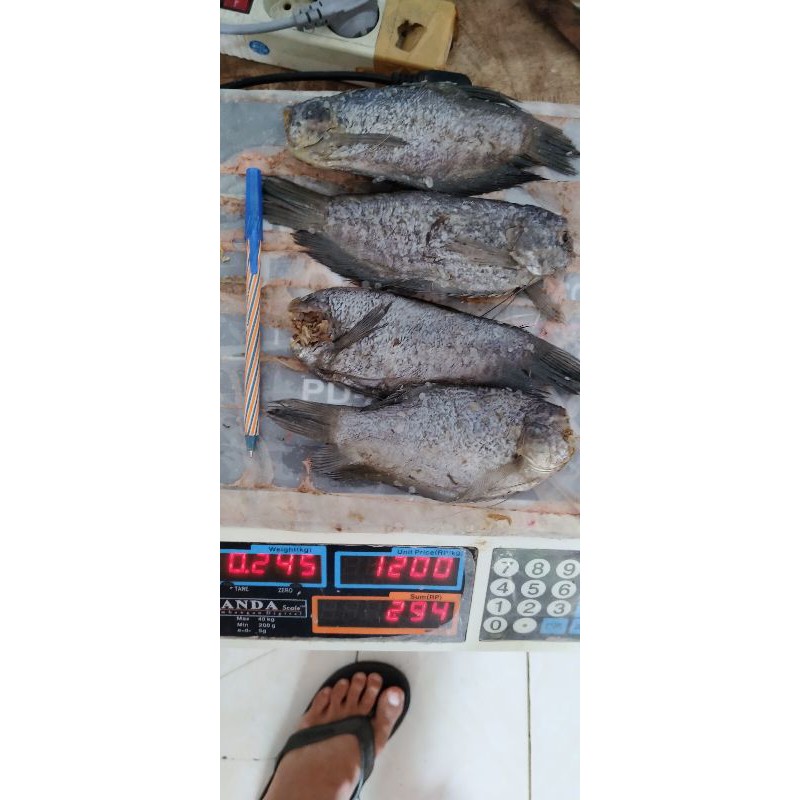

Ikan Sepat Siem Thailand