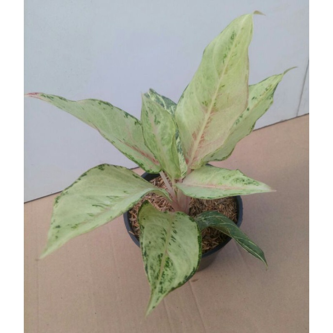 Aglaonema Frozen
