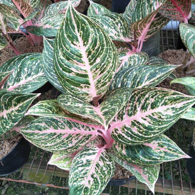 Bonggolan Aglonema Paulina