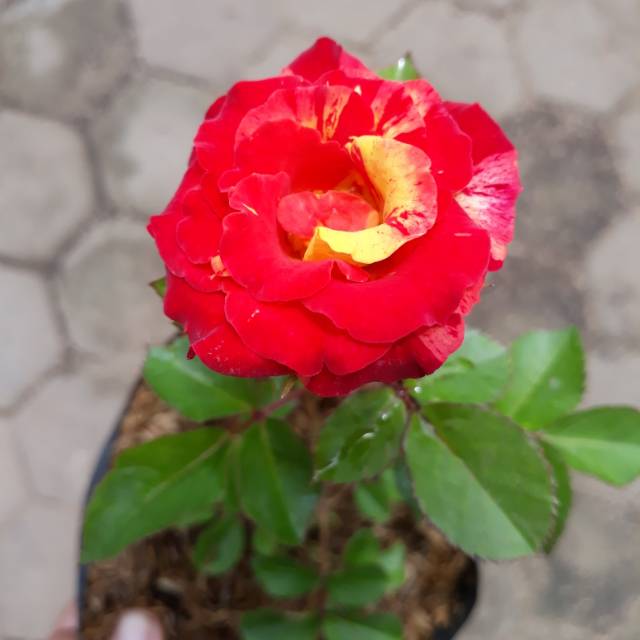 Tanaman Hias Bunga Mawar Candy Pelangi