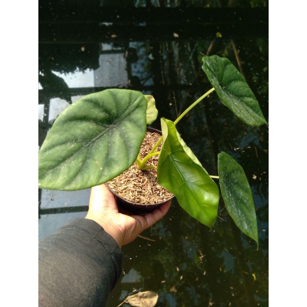 Alocasia Tengkorak Hijau