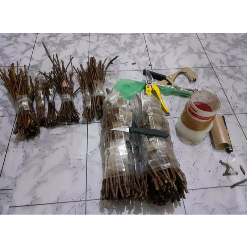 Cutting rootstock import kober 5bb