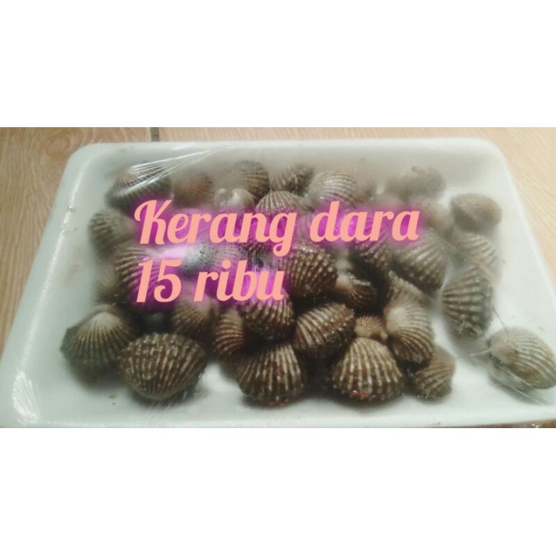 

kerang dara