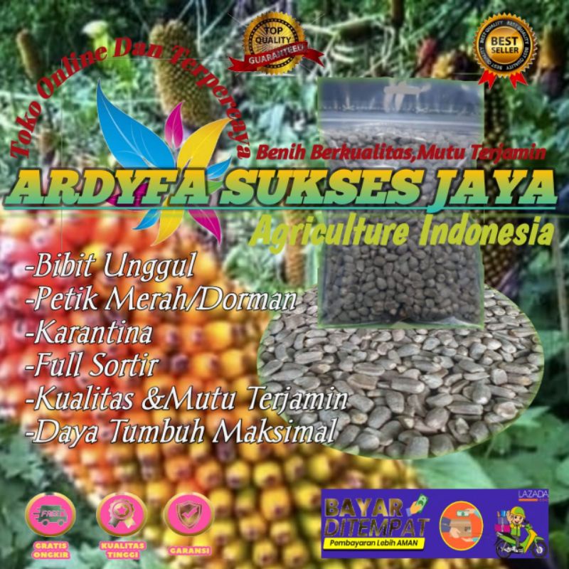 BIBIT SPORA PORANG/BENIH SPORA PORANG SUPER F1 (bibit/benih unggul)