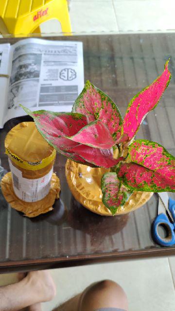  Aglaonema  aglonema red anjamani Shopee Indonesia