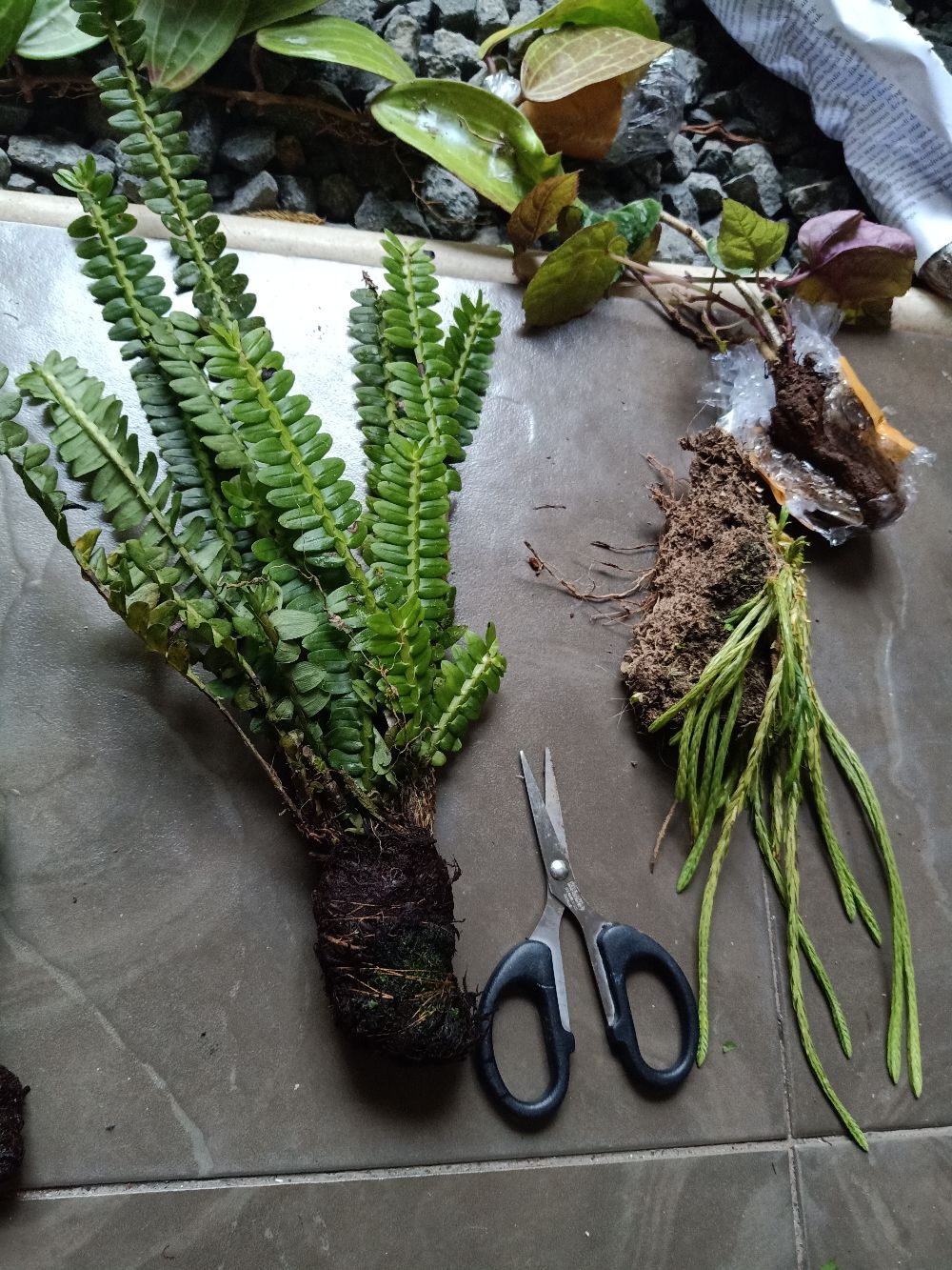 Tanaman Hias/kumpay Ekor Tikus Murah