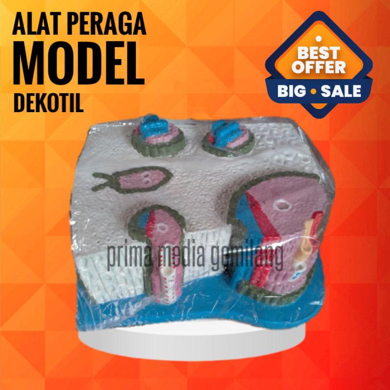 

MODEL DIKOTIL/TORSO DIKOTIL/ALAT PERAGA IPA