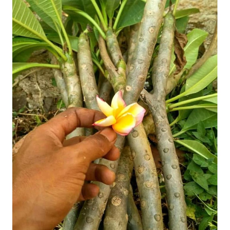 Bibit kamboja bali kuning / pohon kamboja bali