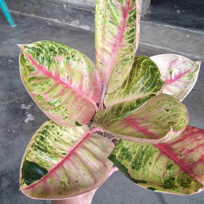 Tanaman hias Aglonema//Baby aglonema Moonlight// Moonlight