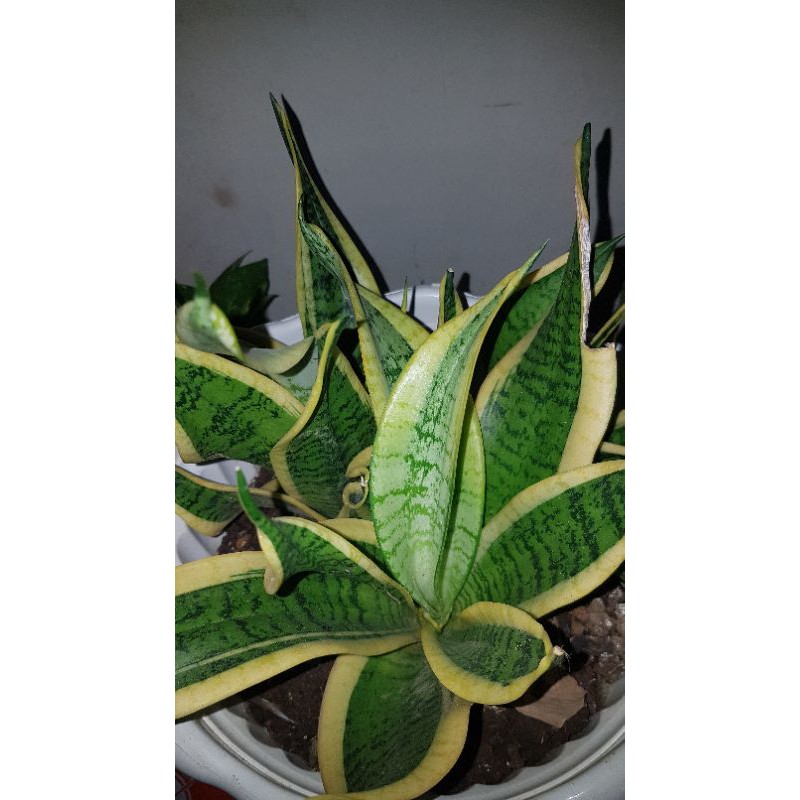 sansivera twister/lidah mertua golden twister