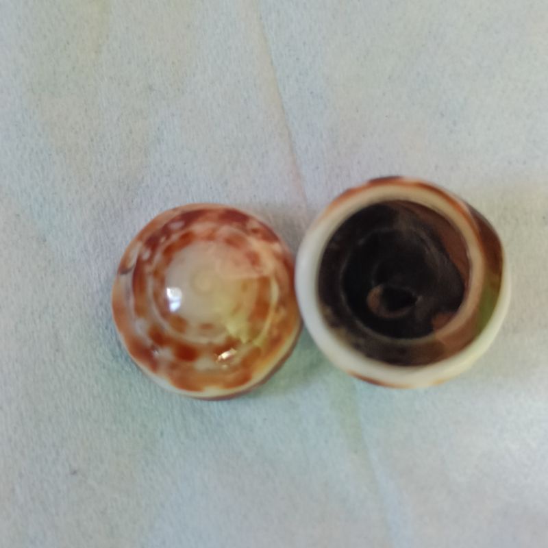 Batu mustika kerang laut natural alam