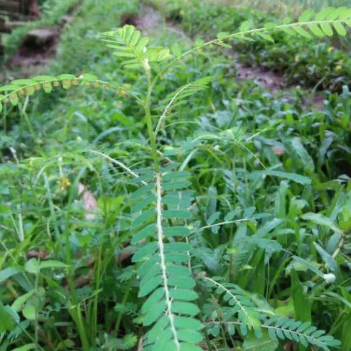

⚡pecial 7.7 Bubuk DAUN MENIRAN SEGAR 25 Gram harga bersaing