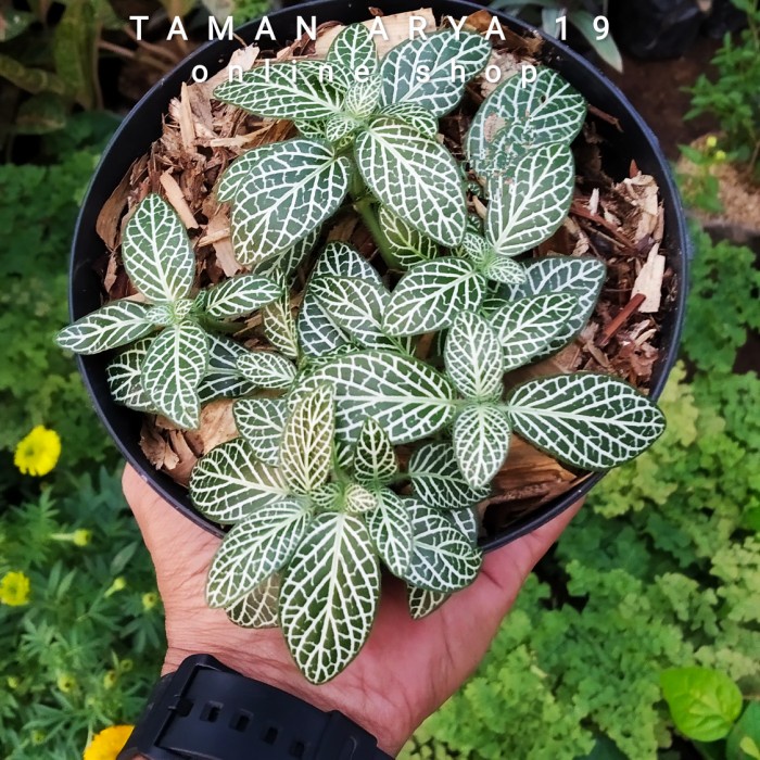 Jual Tanaman Hias Fittonia White Tanaman Hidup Bunga Hidup Besar Rimbun Murah Kembang Hias Asli