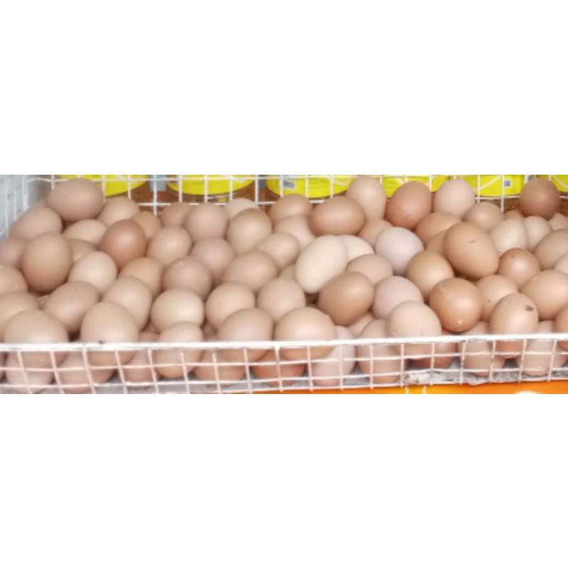 

telur ayam negri 1kg