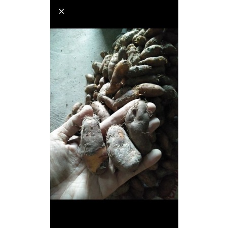 

KENTANG HITAM MURAH BERKUALITAS FRES 10RB/KG