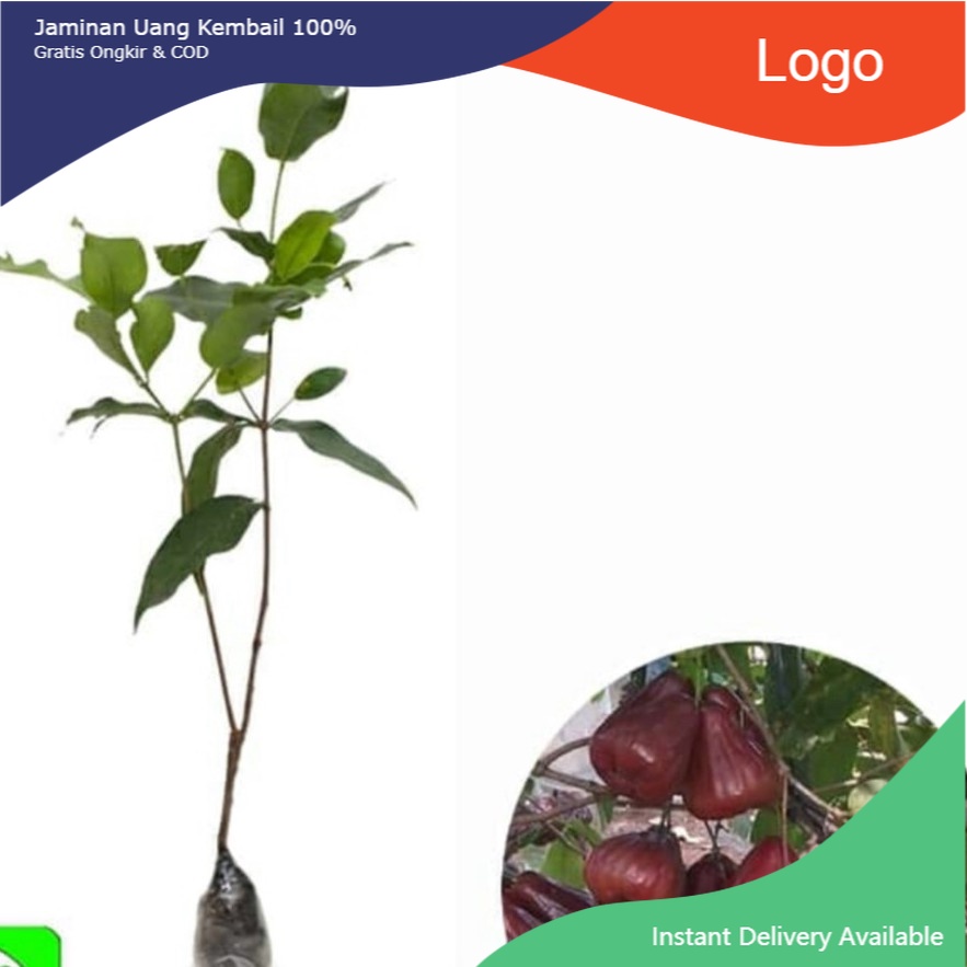 Bibit Jambu Air Black Diamond tanpa biji