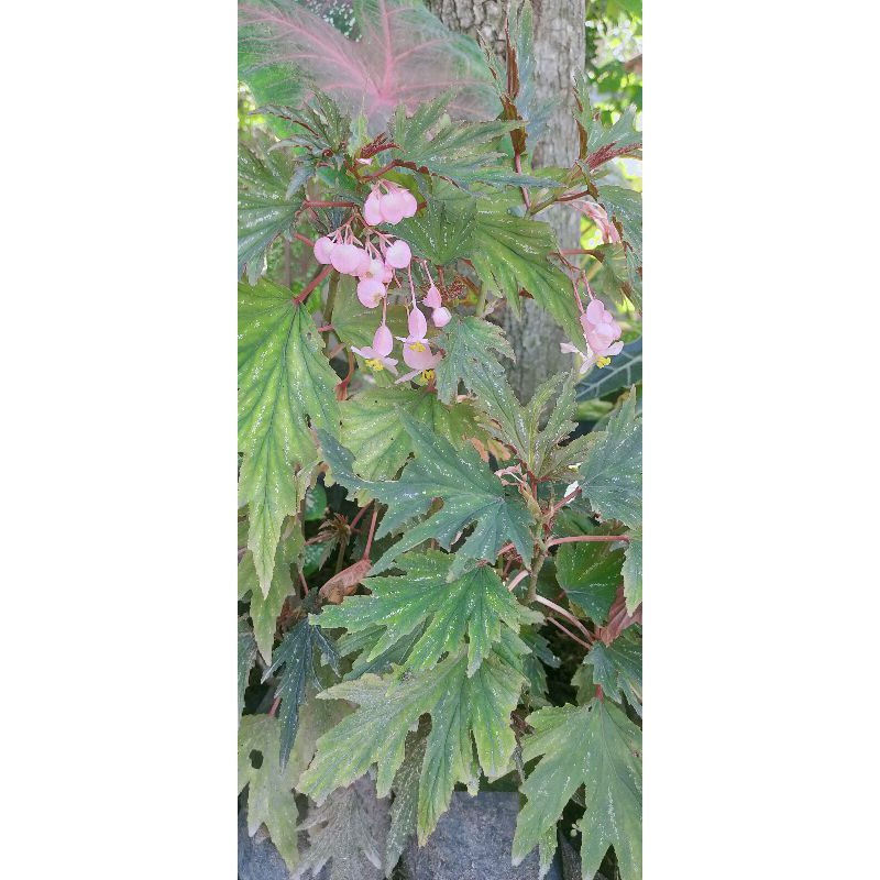 tanaman hias begonia merah talas
