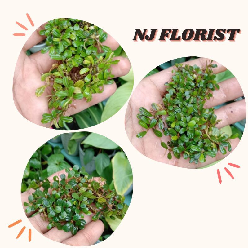 tanaman hias bucephalandra mini clump