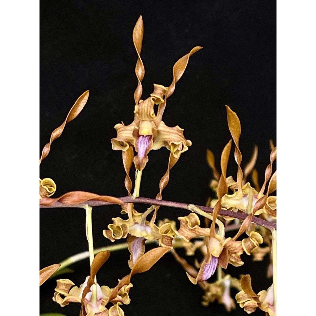 Dendrobium Tangerinum