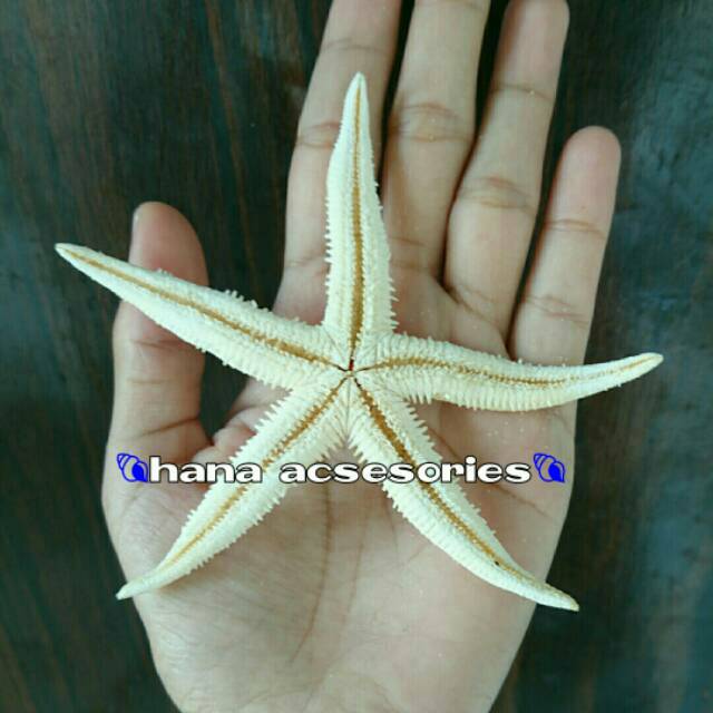 Bintang laut asli yg dikeringkan
