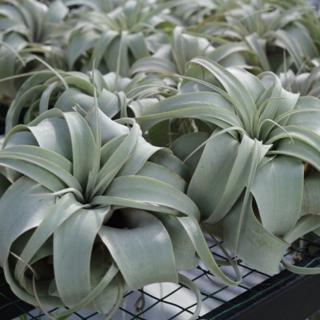 Katalog Tanaman Hias Tillandsia Xerographica