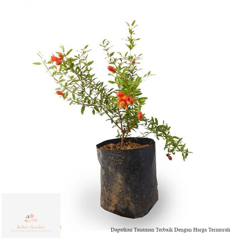 Tanaman Buah Delima Mini - Bibit Tanaman Buah Delima Mini Merah