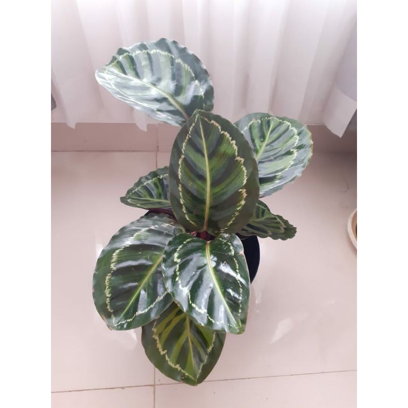 Calathea Linden