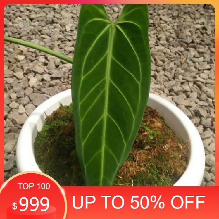 New,,, Bonggol Lidah Gajah Anthurium Warocqueanum Bongol Bibit Tanaman Hias 100% Original