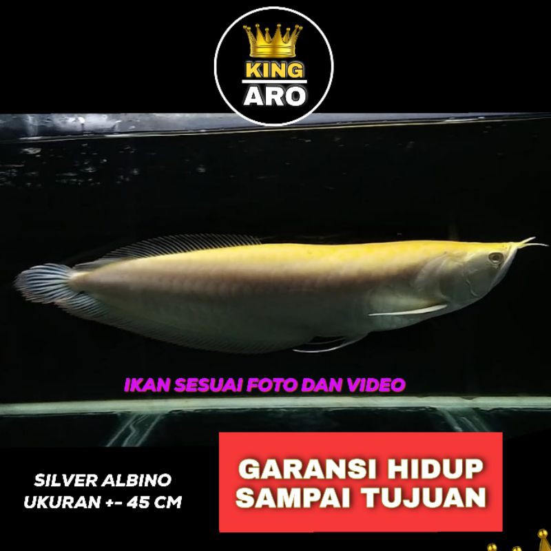 Ikan Hidup Arwana Silver Albino / Arowana Silver Albino Besar / Jumbo