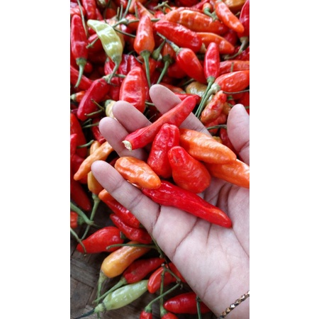 

cabe rawit