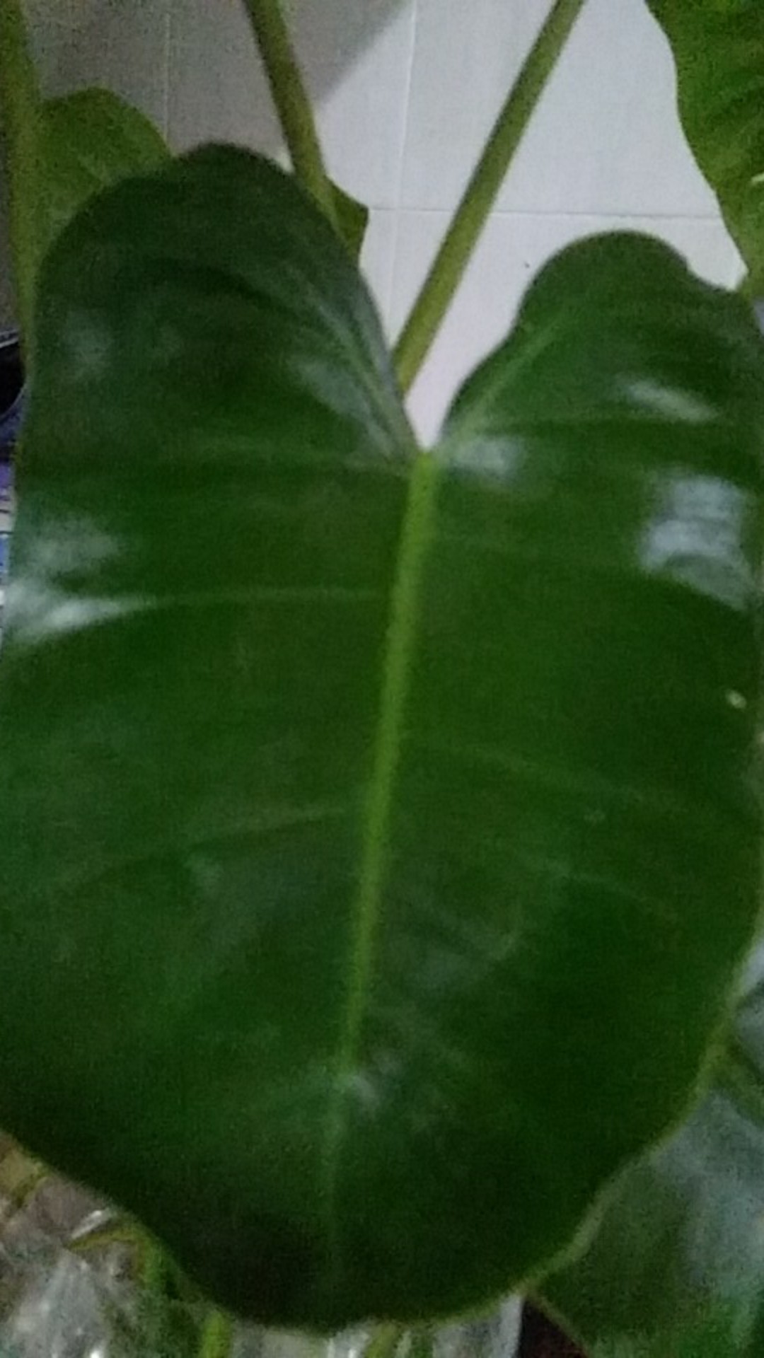 Kilap Daun Leafshine - Pengkilap Daun Leafshine Oles 100ml