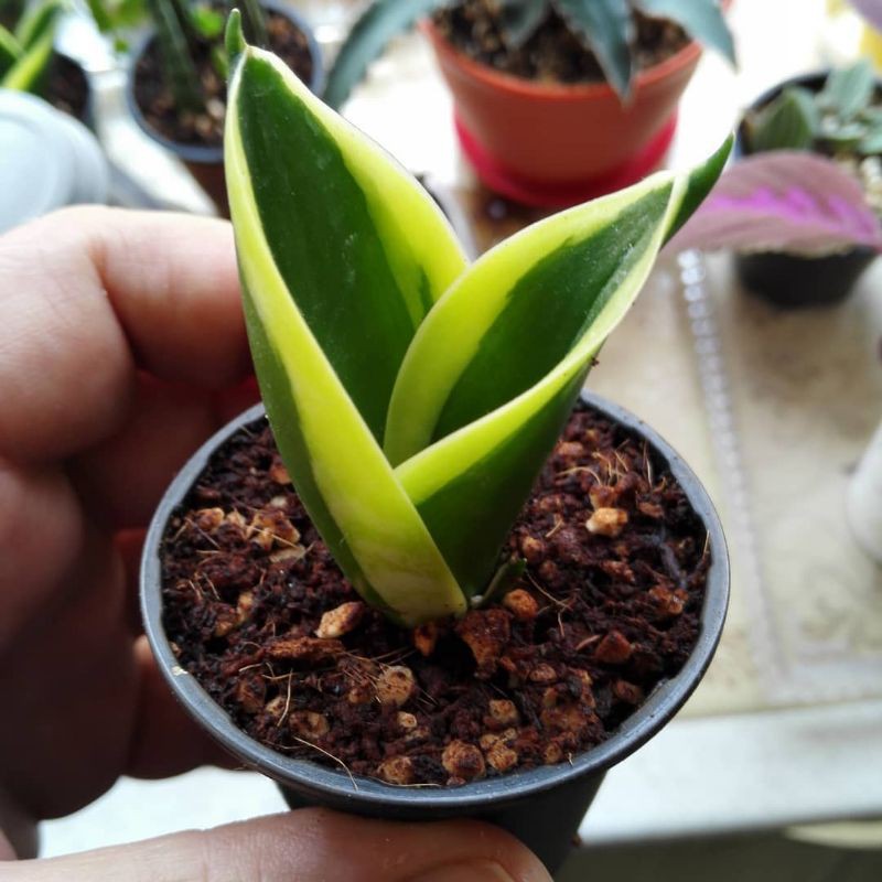 

Sanseviera Pagoda (tunas/bibit/baby)