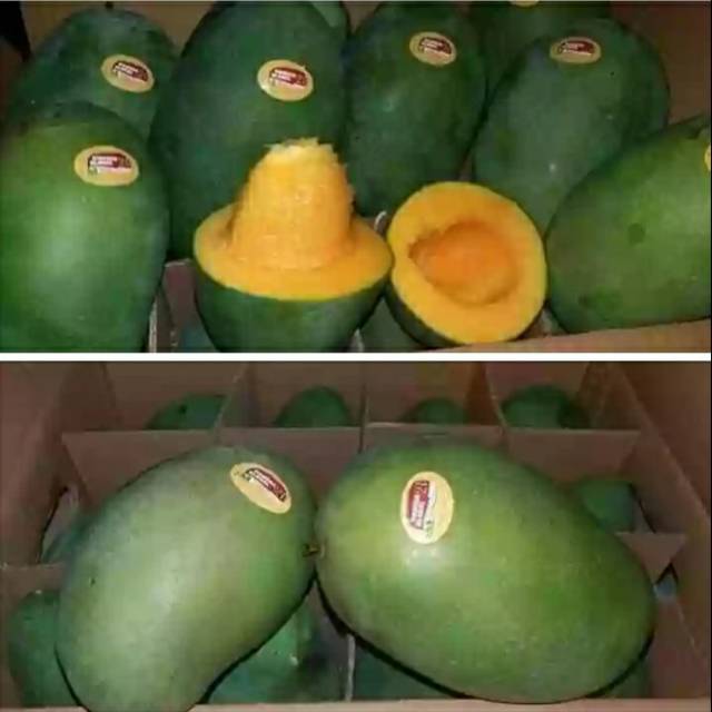 

Mangga