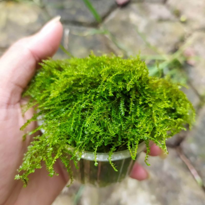 weeping tropica original moss aquascape