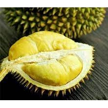 

Bibit Durian D24/Durian Sultan