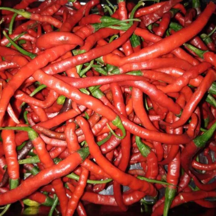 

Cabe merah kriting 500g