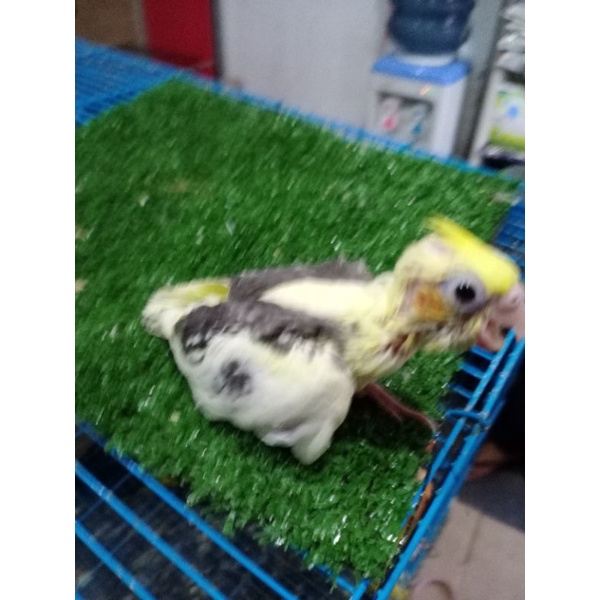 Burung Falk Parkit Australia Jinak Total