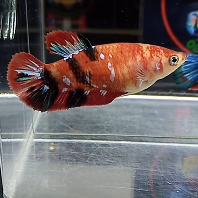 Ikan cupang Female red koi galaxy top grade