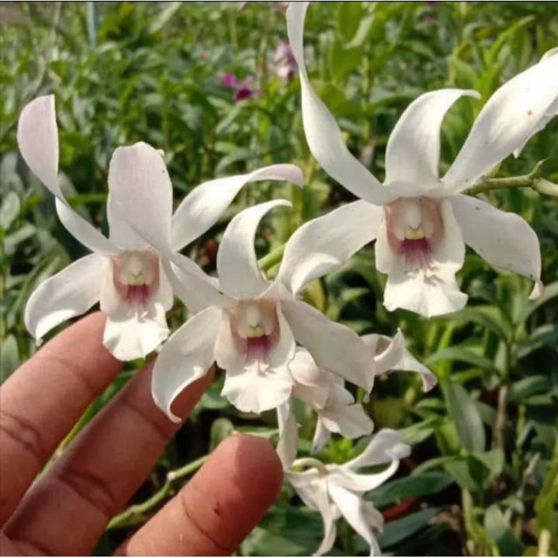 Anggrek Dendrobium Chanel Dewasa
