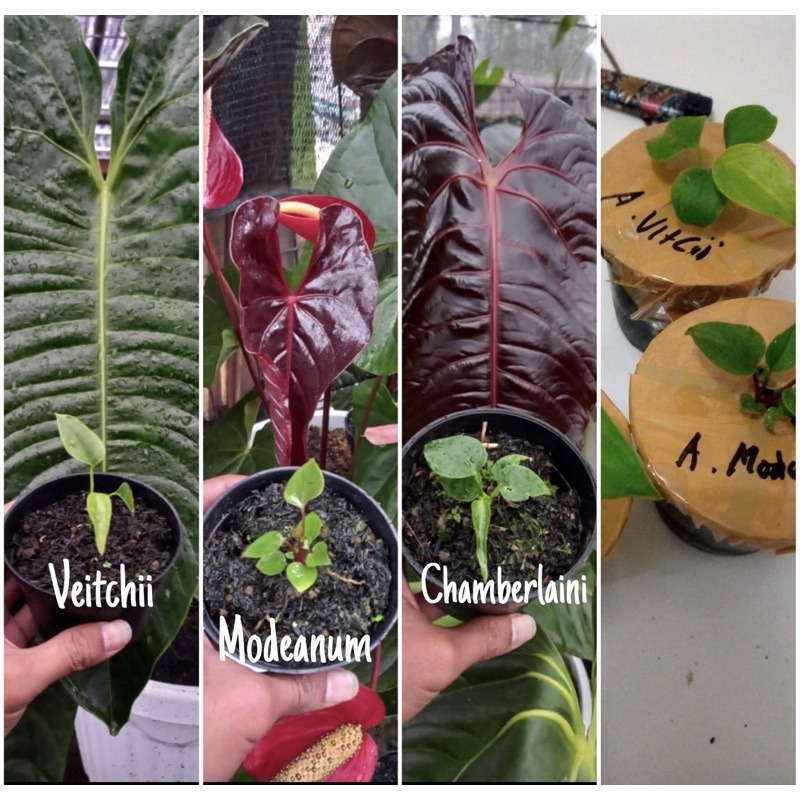 paket 3 anthurium veitchi,modeanum,chamberlaini