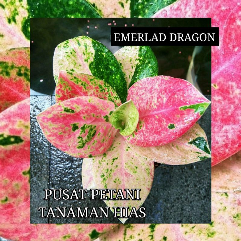 PROMO Bibit Aglonema bonggol Emerald Dragon (TANAMAN ASLI) SUMTRAFOREST