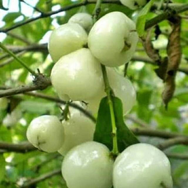 Bibit buah jambu air camplong